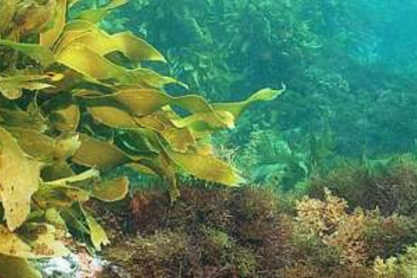 How Nutritious is Seaweed